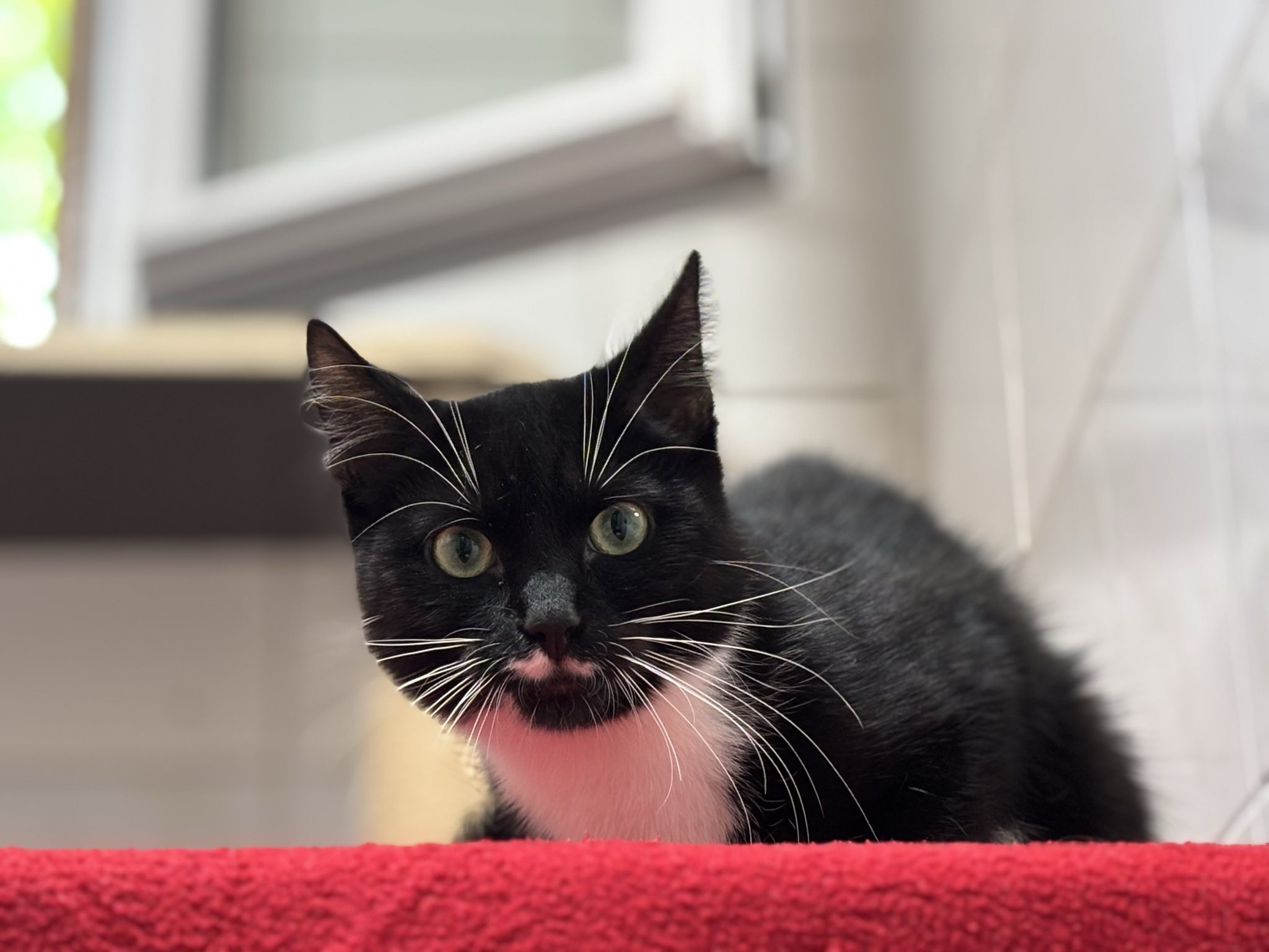 Carlotta_signal-2025-04-16-125008.jpeg Carlotta_signal-2025-04-16-125008.jpeg